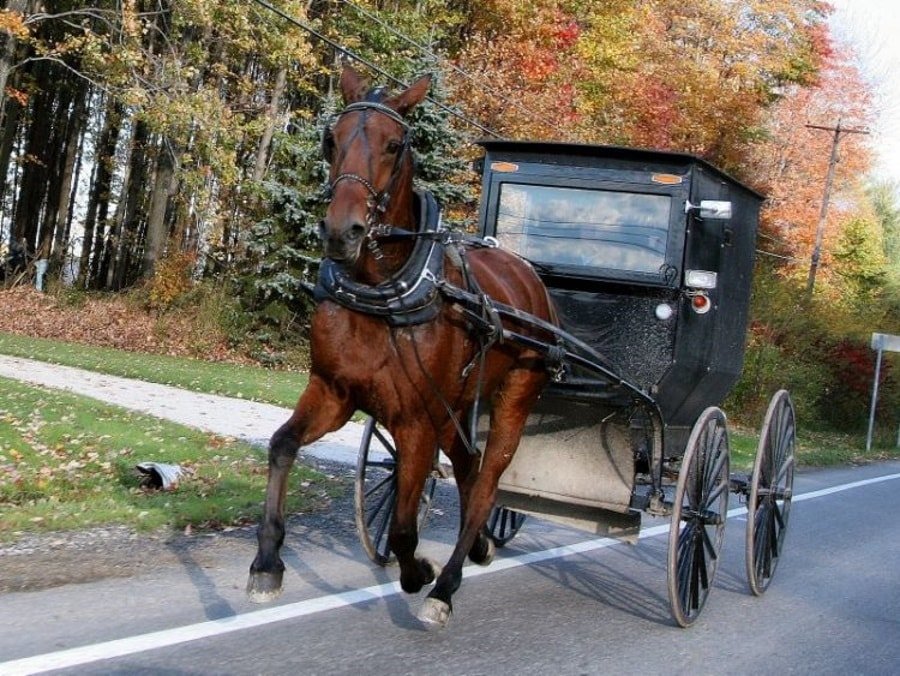 Гужевая повозка Кто может ехать по обочине?